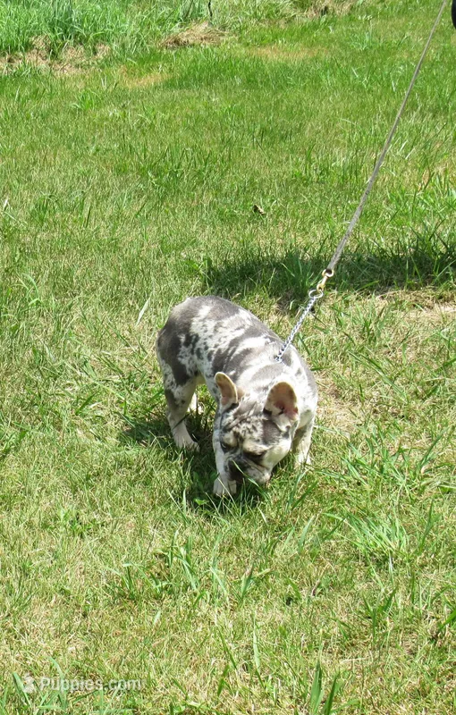 SHADES – French Bulldog puppy for sale in Nashville, MI