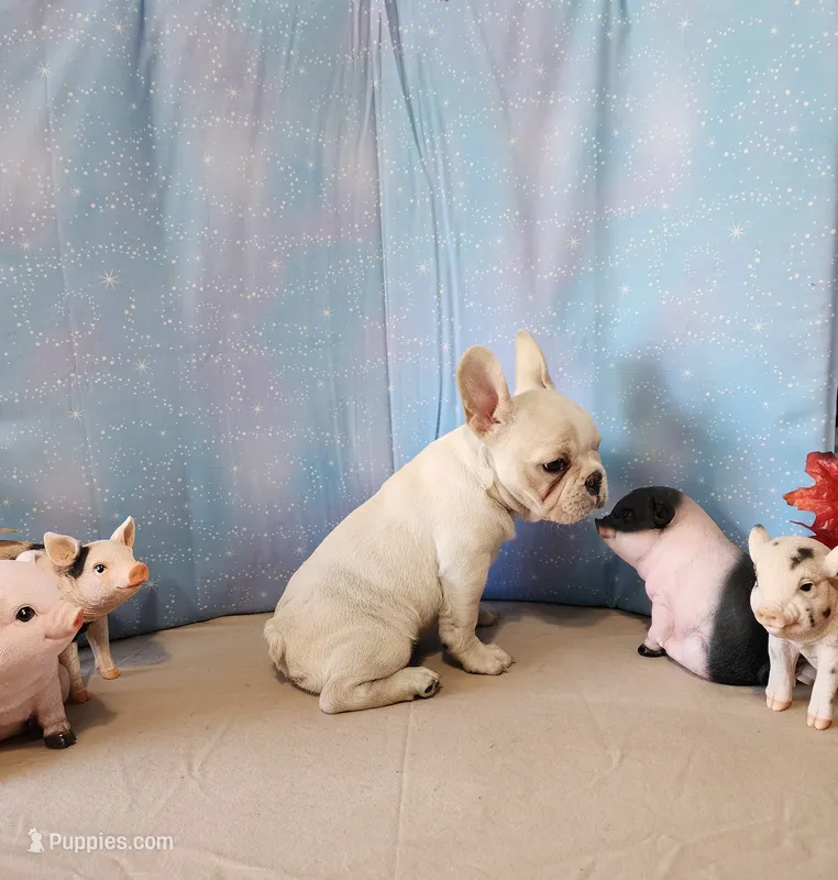 BUTTON – French Bulldog puppy for sale in Nashville, MI