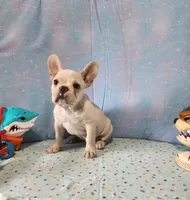 BUTTON, a female French Bulldog for sale in Nashville, MI – 8 of 10