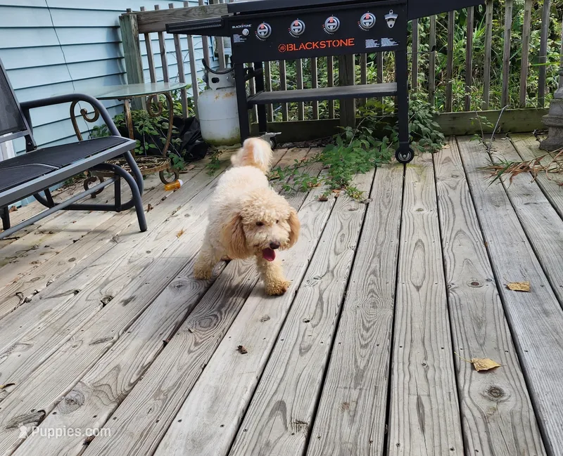 ATREYU – Miniature Bernedoodle puppy for sale in Nashville, MI