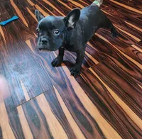 KISSES, a female French Bulldog for sale in Nashville, MI – Photo 4 of 9