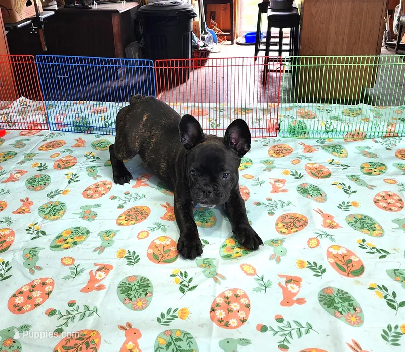 KISSES – French Bulldog puppy for sale in Nashville, MI