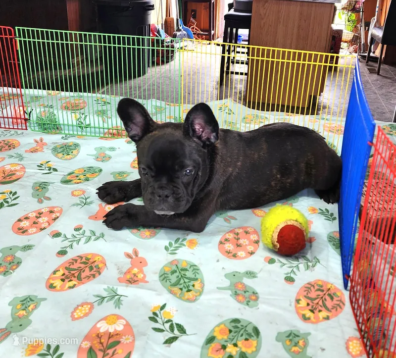 KISSES – French Bulldog puppy for sale in Nashville, MI