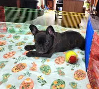 KISSES, a female French Bulldog for sale in Nashville, MI – Photo 4 of 7