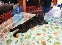 KISSES, a female French Bulldog for sale in Nashville, MI – Photo 7 of 7