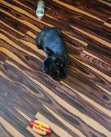 KISSES, a female French Bulldog for sale in Nashville, MI – Photo 3 of 9