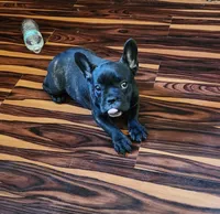 KISSES, a female French Bulldog for sale in Nashville, MI – Photo 8 of 9