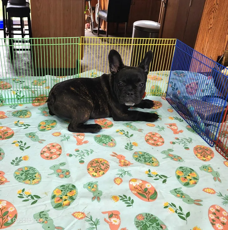 KISSES – French Bulldog puppy for sale in Nashville, MI