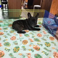 KISSES, a female French Bulldog for sale in Nashville, MI – Photo 3 of 7