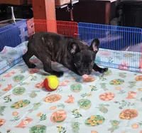 KISSES, a female French Bulldog for sale in Nashville, MI – Photo 5 of 7