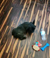 KISSES, a female French Bulldog for sale in Nashville, MI – Photo 6 of 9