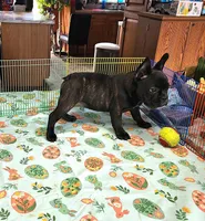 KISSES, a female French Bulldog for sale in Nashville, MI – Photo 1 of 7