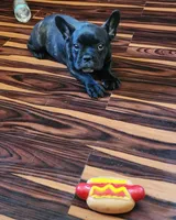 KISSES, a female French Bulldog for sale in Nashville, MI – Photo 2 of 9