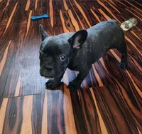 KISSES, a female French Bulldog for sale in Nashville, MI – Photo 7 of 9