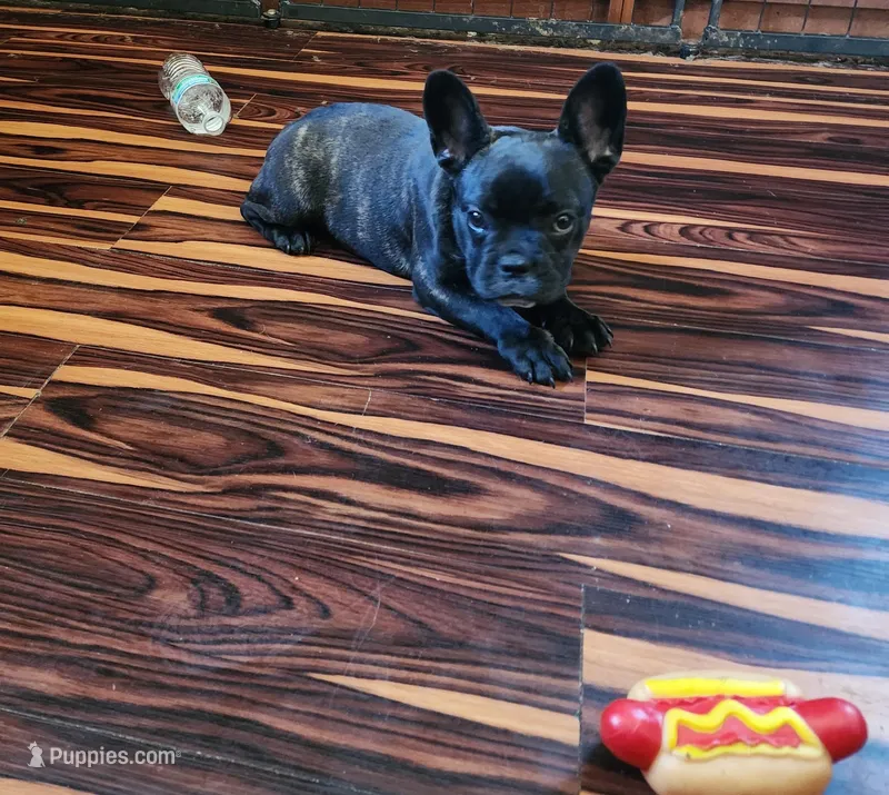 KISSES – French Bulldog puppy for sale in Nashville, MI