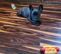 KISSES, a female French Bulldog for sale in Nashville, MI – Photo 1 of 9