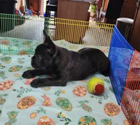 KISSES, a female French Bulldog for sale in Nashville, MI – Photo 6 of 7