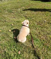 DRAGOON, a male French Bulldog for sale in Nashville, MI – 8 of 8