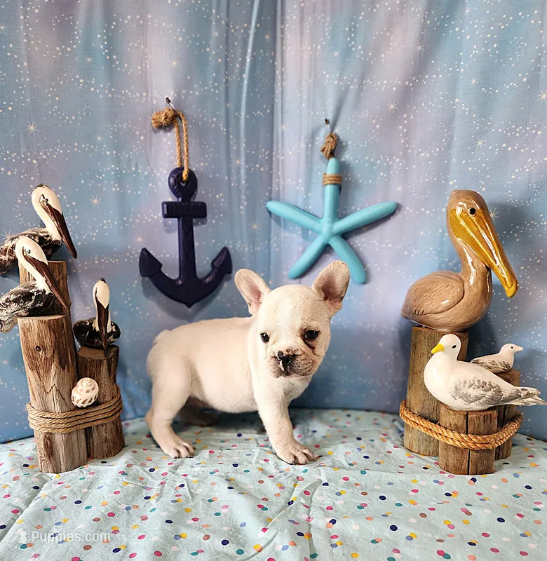 LIONS MANE – French Bulldog puppy for sale in Nashville, MI