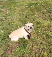 DRAGOON, a male French Bulldog for sale in Nashville, MI – 7 of 8