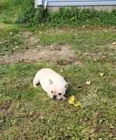 DRAGOON, a male French Bulldog for sale in Nashville, MI – 5 of 8