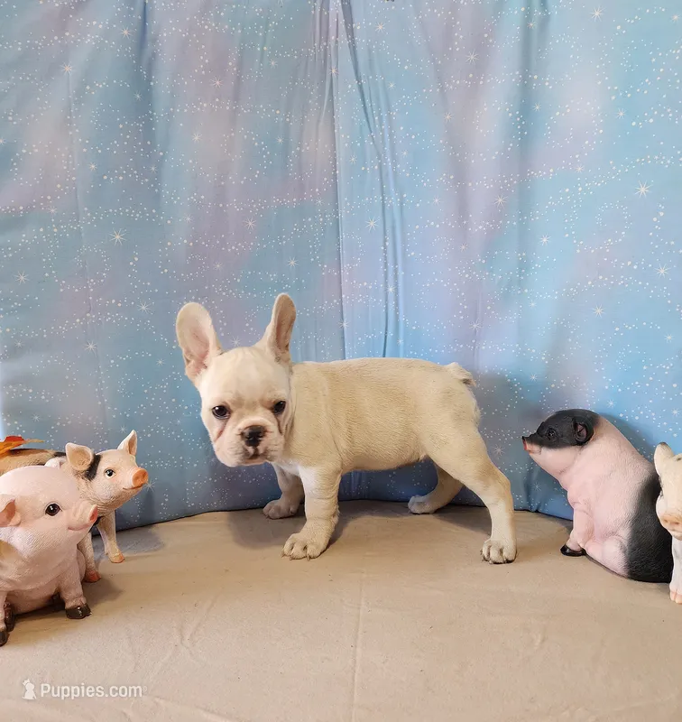 BUTTON – French Bulldog puppy for sale in Nashville, MI