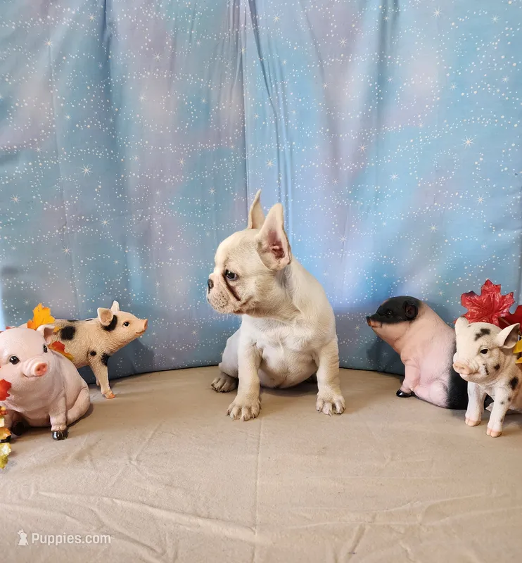 BUTTON – French Bulldog puppy for sale in Nashville, MI