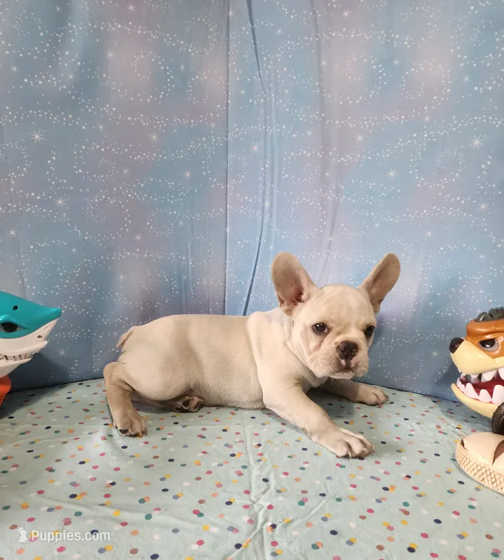 BUTTON – French Bulldog puppy for sale in Nashville, MI