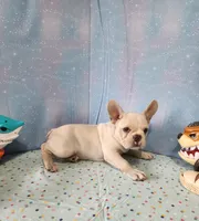 BUTTON, a female French Bulldog for sale in Nashville, MI – 2 of 10