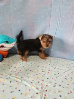 SAM, a male Yorkshire Terrier for sale in Nashville, MI – 3 of 6