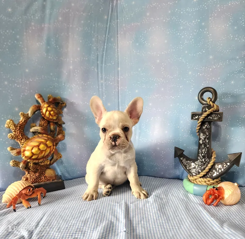 BUTTON – French Bulldog puppy for sale in Nashville, MI