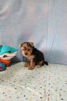 SAM, a male Yorkshire Terrier for sale in Nashville, MI – 5 of 6