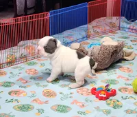 MORNING STAR, a female French Bulldog for sale in Nashville, MI – Photo 3 of 6