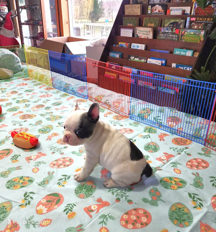 MORNING STAR – French Bulldog puppy for sale in Nashville, MI