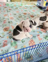MORNING STAR, a female French Bulldog for sale in Nashville, MI – Photo 1 of 6