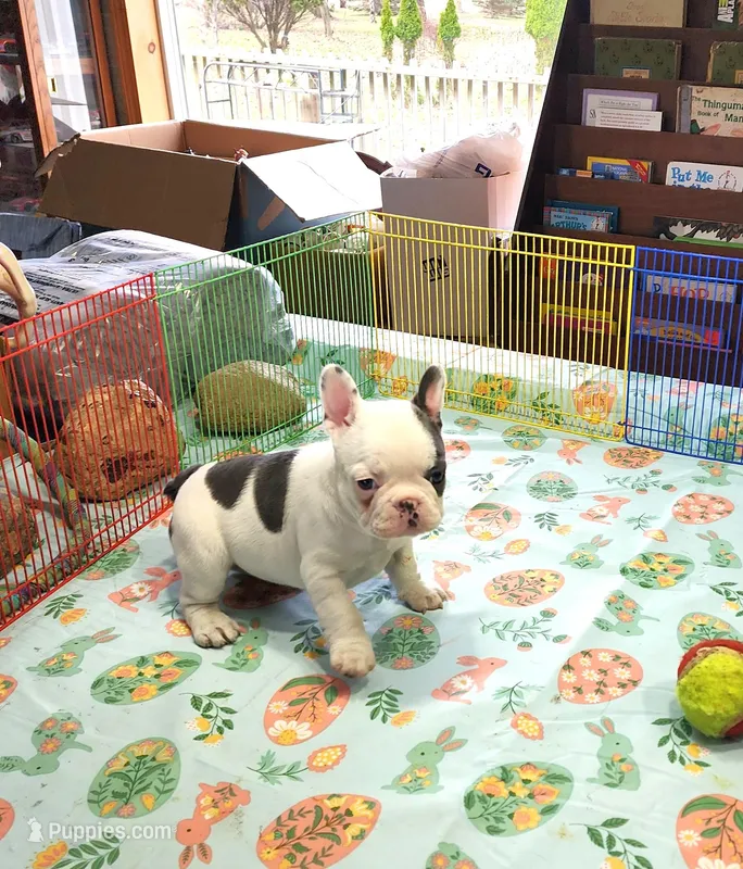 MORNING STAR – French Bulldog puppy for sale in Nashville, MI