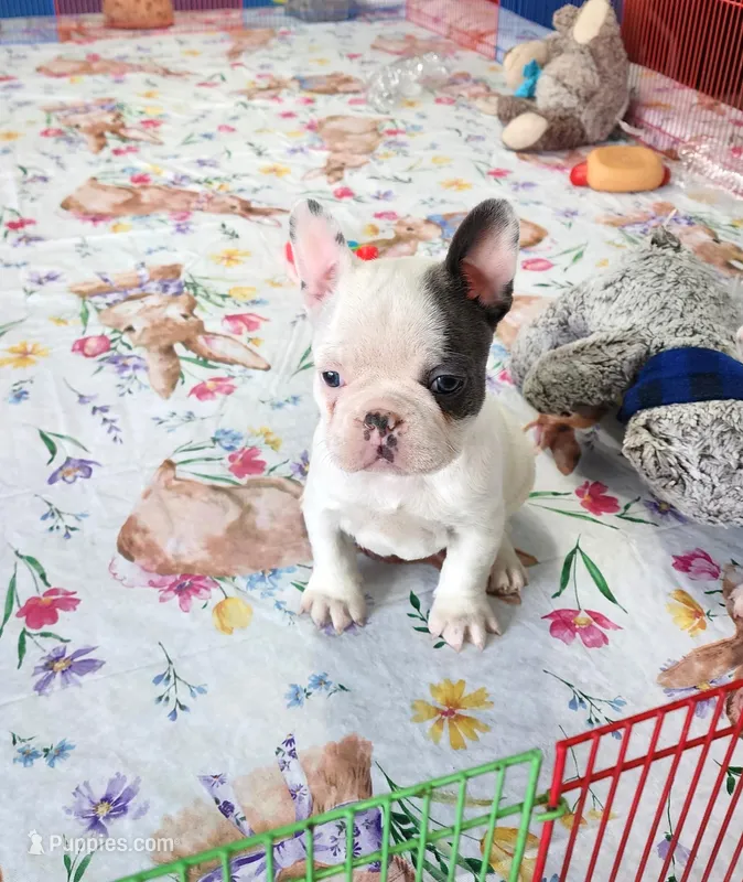 MORNING STAR – French Bulldog puppy for sale in Nashville, MI