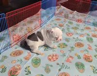 MORNING STAR, a female French Bulldog for sale in Nashville, MI – Photo 6 of 6