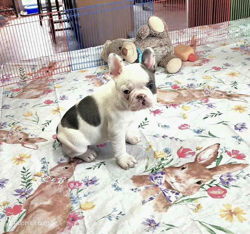 MORNING STAR – French Bulldog puppy for sale in Nashville, MI