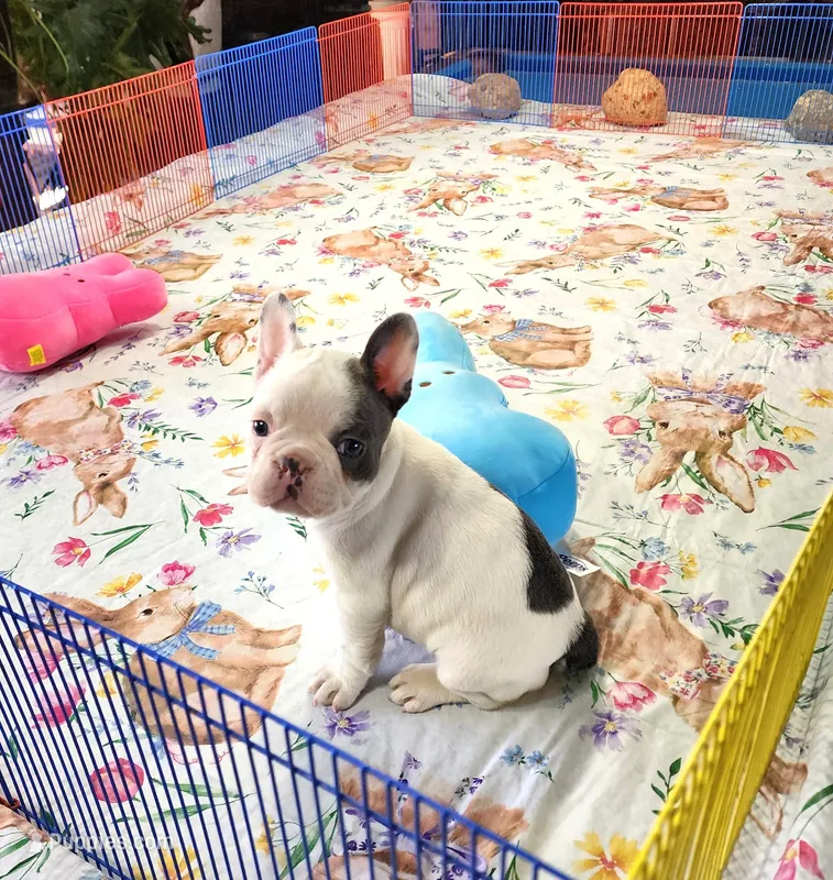 MORNING STAR – French Bulldog puppy for sale in Nashville, MI