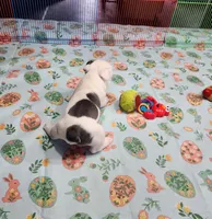 MORNING STAR, a female French Bulldog for sale in Nashville, MI – Photo 4 of 6