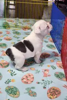 MORNING STAR, a female French Bulldog for sale in Nashville, MI – Photo 2 of 6