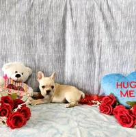 omelet, a female French Bulldog for sale in Nashville, MI – Photo 3 of 7