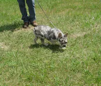omelet, a female French Bulldog for sale in Nashville, MI – Photo 7 of 7