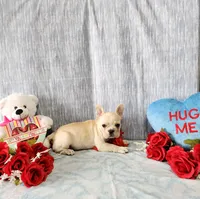 omelet, a female French Bulldog for sale in Nashville, MI – Photo 2 of 7