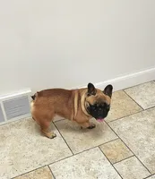 omelet, a female French Bulldog for sale in Nashville, MI – Photo 6 of 7