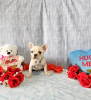 omelet, a female French Bulldog for sale in Nashville, MI – Photo 4 of 7