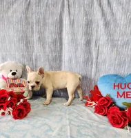 omelet, a female French Bulldog for sale in Nashville, MI – Photo 5 of 7