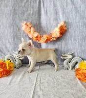 omelet, a female French Bulldog for sale in Nashville, MI – Photo 1 of 7