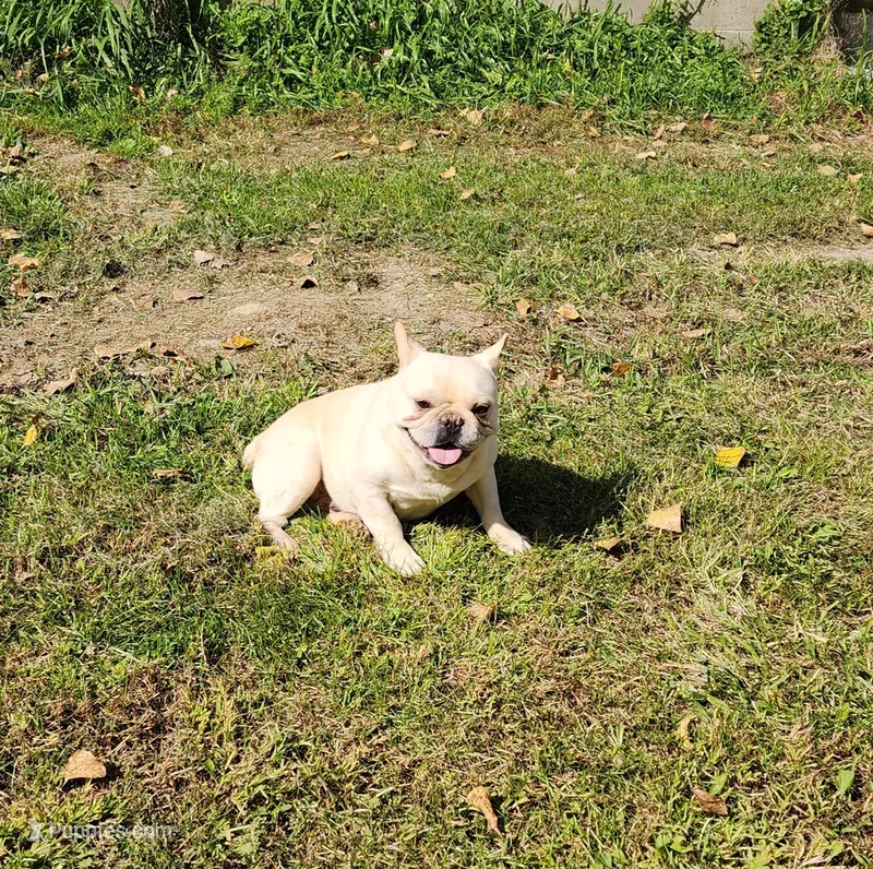 DRAGOON – French Bulldog puppy for sale in Nashville, MI